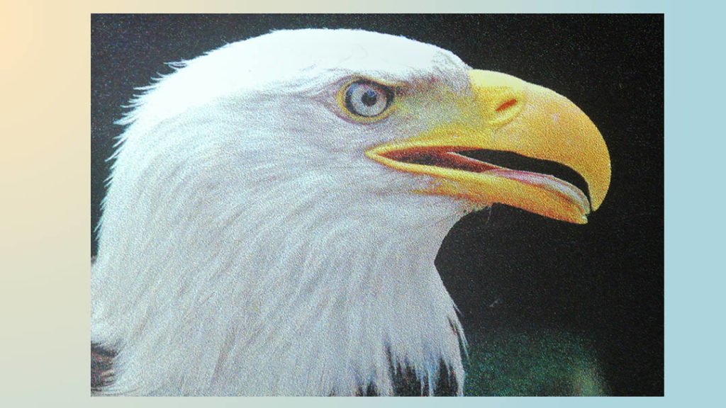 Eagle Print Specialty Screen Printing